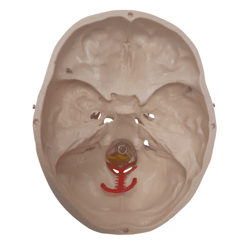 Cranio-com-Coluna-Cervical-e-Cerebro-13-Partes-Center-Medical