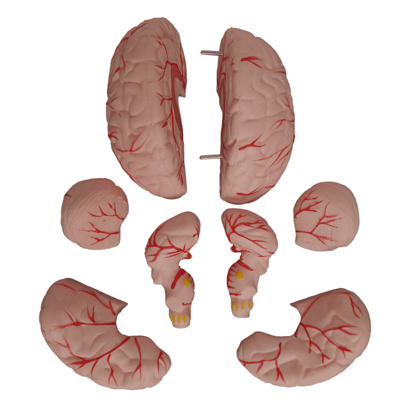 Cranio-com-Coluna-Cervical-e-Cerebro-13-Partes-Center-Medical