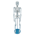 Modelo-de-Esqueleto-85cm-Center-Medical