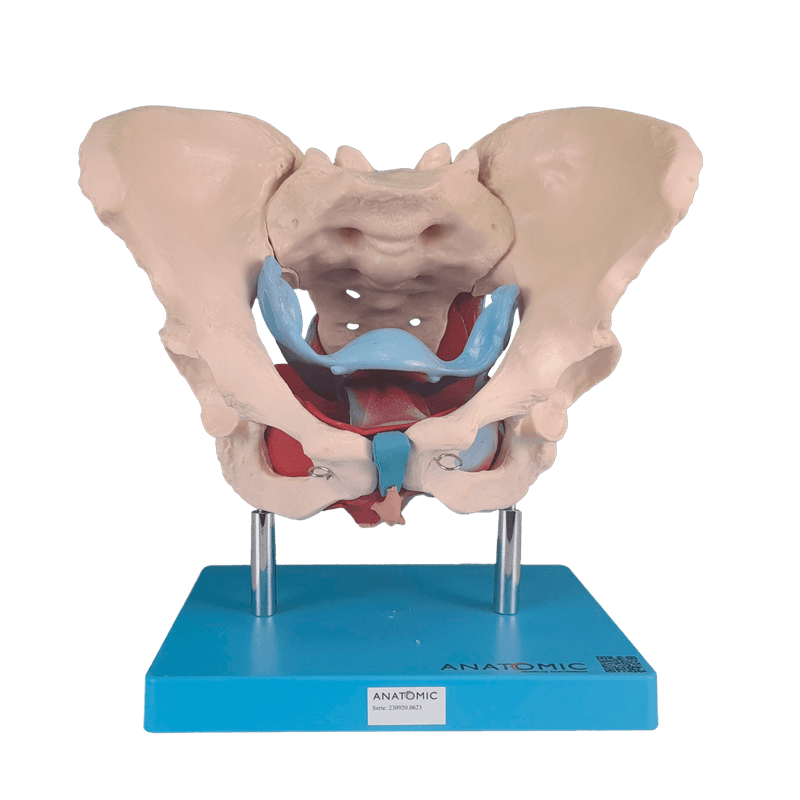 Esqueleto-Pelvico-com-Utero-em-2-Partes-Center-Medical