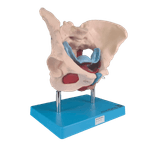 Esqueleto-Pelvico-com-Utero-em-2-Partes-Center-Medical