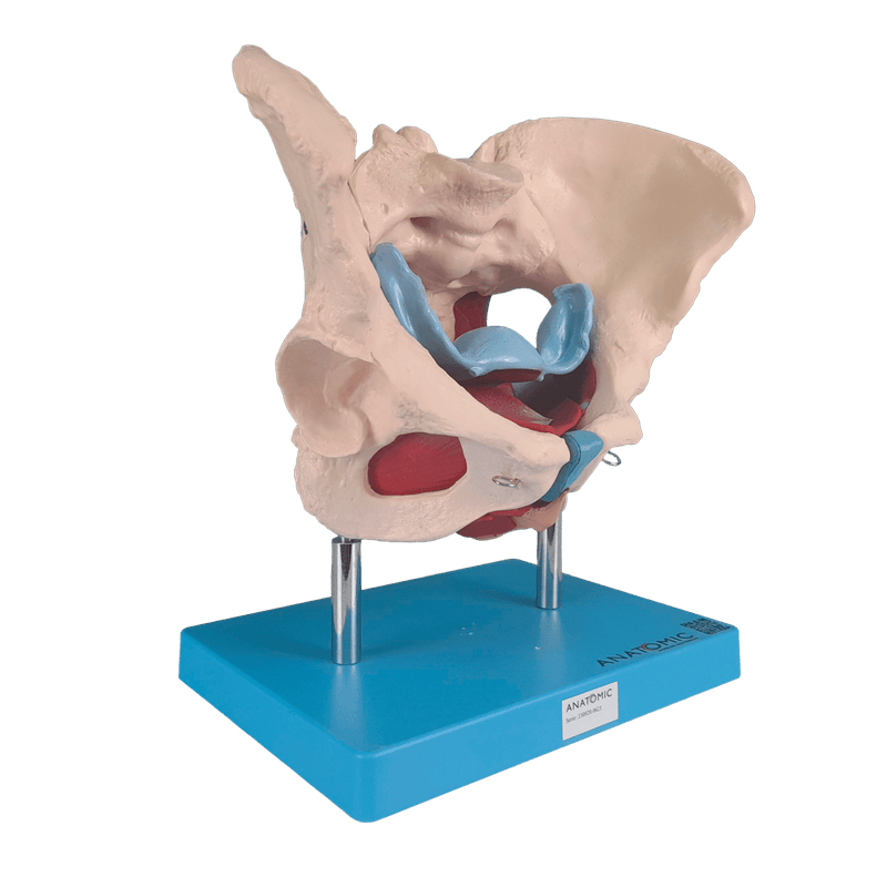 Esqueleto-Pelvico-com-Utero-em-2-Partes-Center-Medical