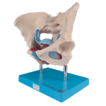 Esqueleto-Pelvico-com-Utero-em-2-Partes-Center-Medical