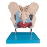 Esqueleto-Pelvico-com-Utero-em-2-Partes-Center-Medical