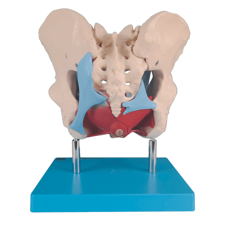 Esqueleto-Pelvico-com-Utero-em-2-Partes-Center-Medical