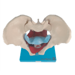 Esqueleto-Pelvico-com-Utero-em-2-Partes-Center-Medical