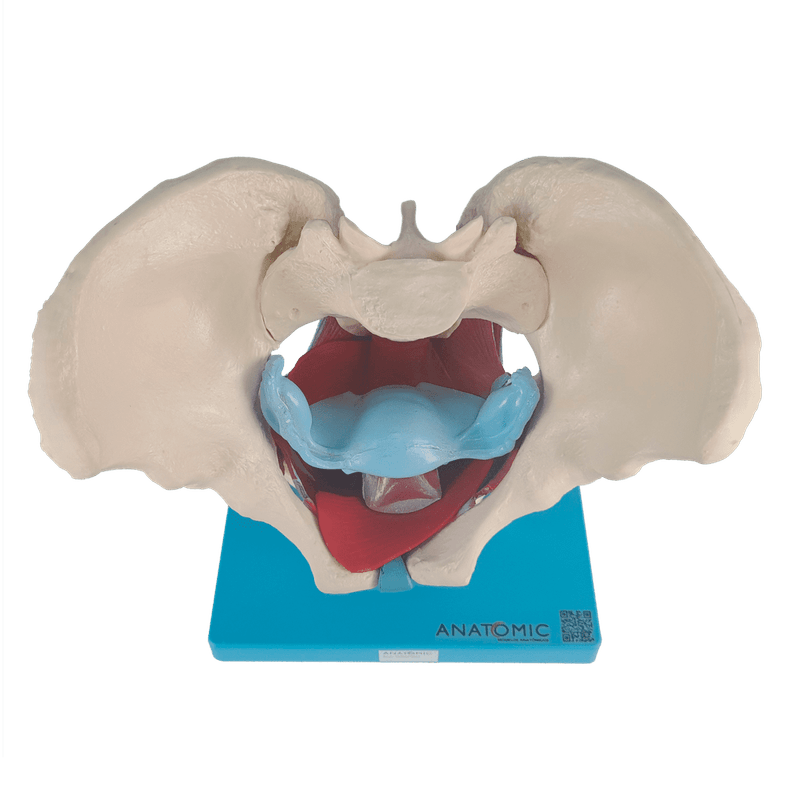 Esqueleto-Pelvico-com-Utero-em-2-Partes-Center-Medical