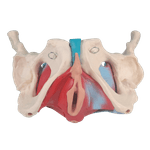 Esqueleto-Pelvico-com-Utero-em-2-Partes-Center-Medical