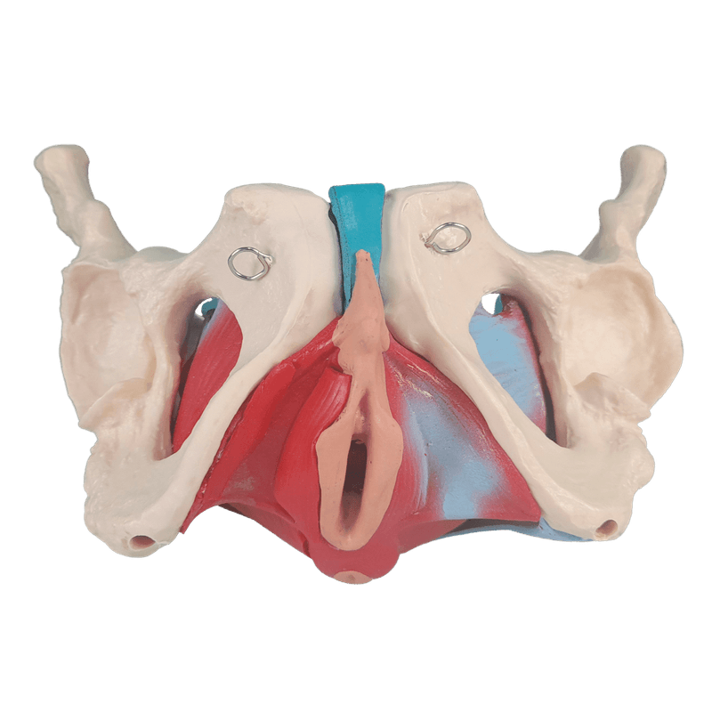Esqueleto-Pelvico-com-Utero-em-2-Partes-Center-Medical