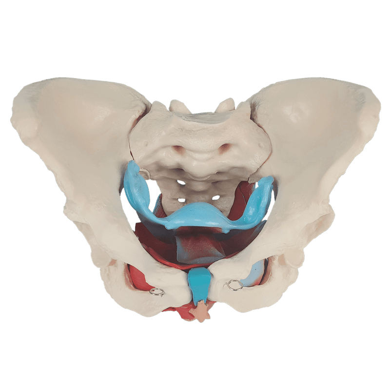 Esqueleto-Pelvico-com-Utero-em-2-Partes-Center-Medical