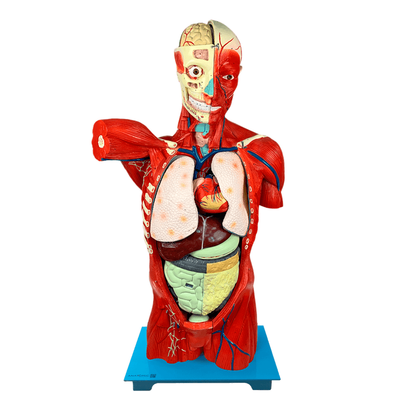 Torso-Masculino-Musculado-108cm-com-Orgaos-Internos-Center-Medical