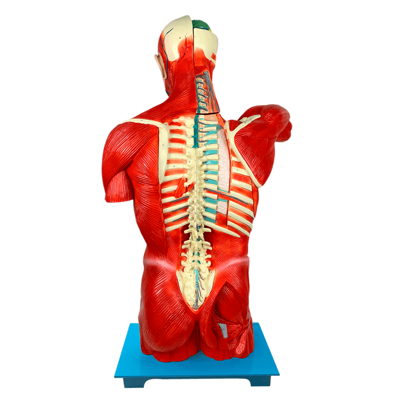 Torso-Masculino-Musculado-108cm-com-Orgaos-Internos-Center-Medical