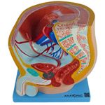 Pelve-Masculina-Center-Medical