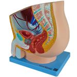 Pelve-Masculina-Center-Medical