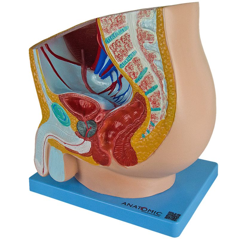 Pelve-Masculina-Center-Medical