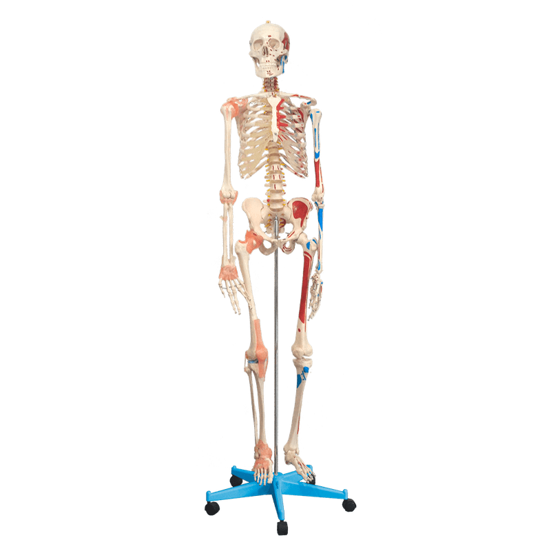 esqueleto-168-cm-articulado-c-insercoes-musculares-c-suporte-e-base-c-rodas.centermedical.com.br