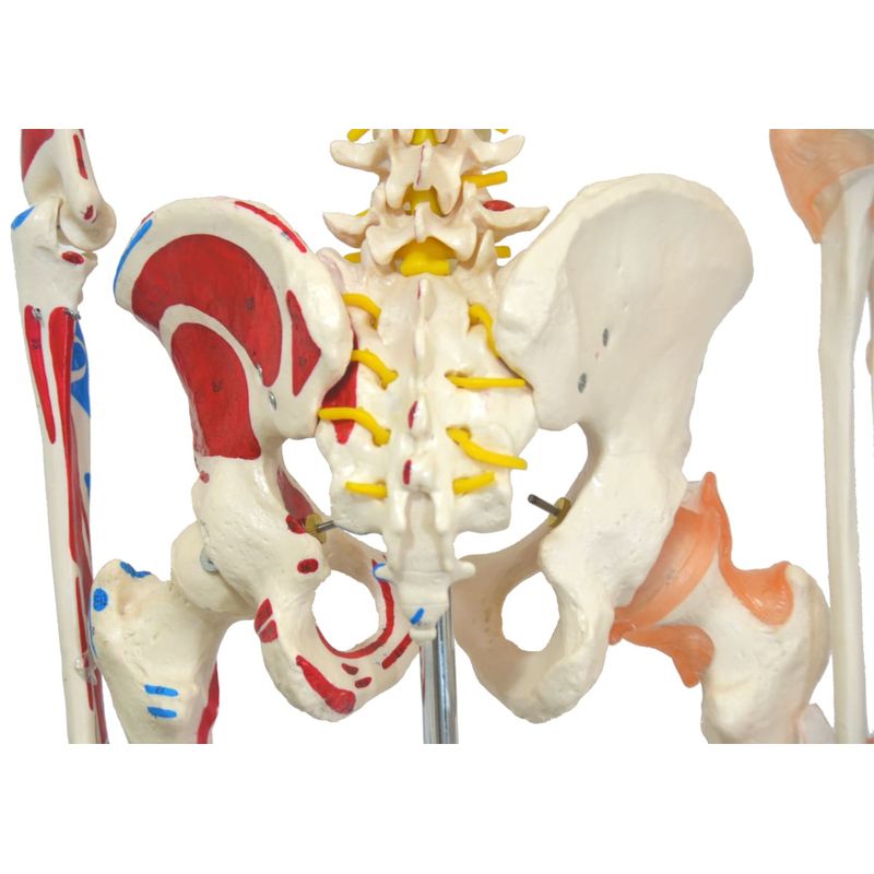 esqueleto-168-cm-articulado-c-insercoes-musculares-c-suporte-e-base-c-rodas.centermedical.com.br