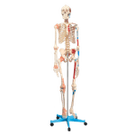 Esqueleto-168cm-c--Ligamentos-e-Insercoes-Musculares-c--Suporte-e-Base-c--Rodas-Center-Medical