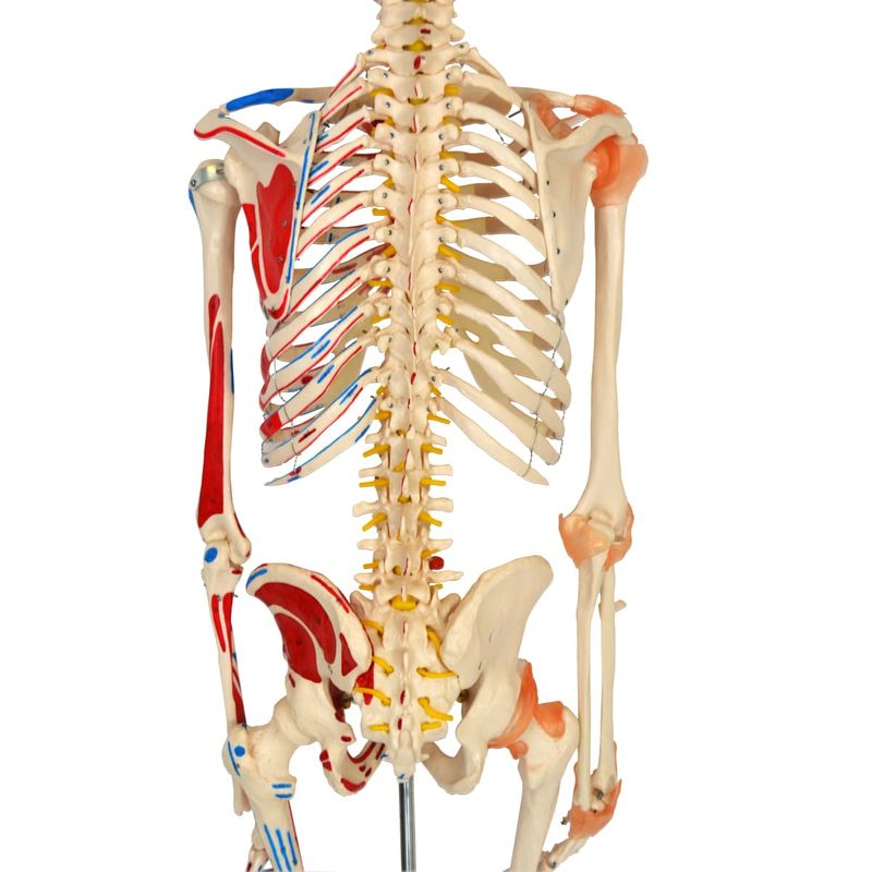 Esqueleto-168cm-c--Ligamentos-e-Insercoes-Musculares-c--Suporte-e-Base-c--Rodas-Center-Medical