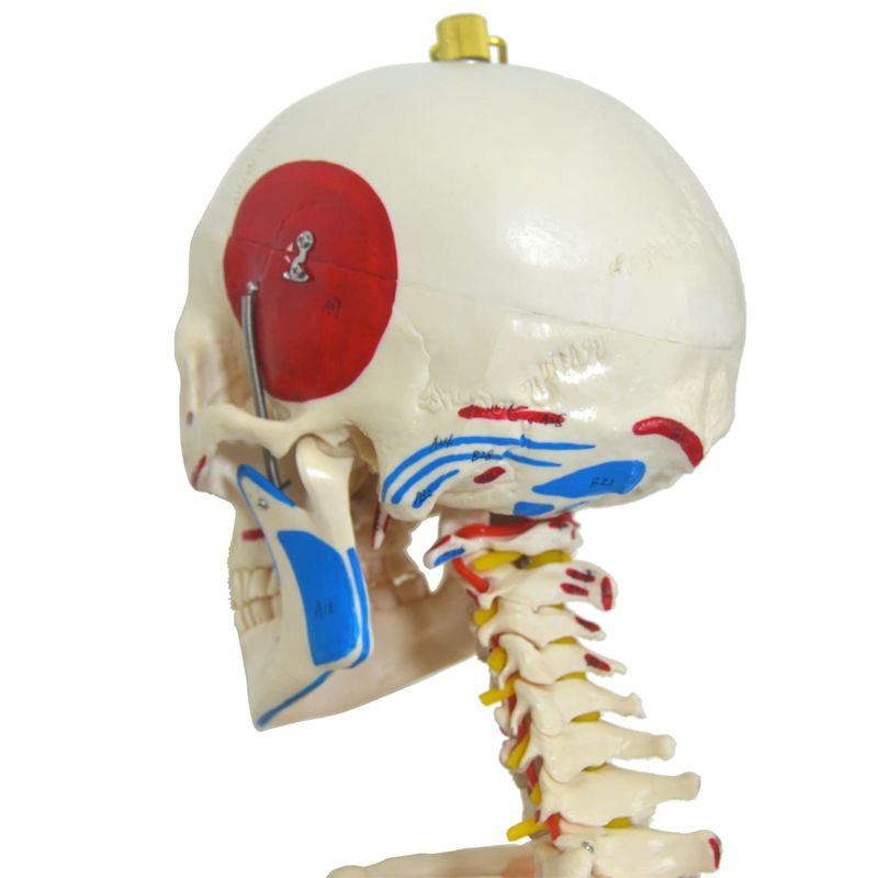 Esqueleto-168cm-c--Ligamentos-e-Insercoes-Musculares-c--Suporte-e-Base-c--Rodas-Center-Medical