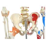 Esqueleto-168cm-c--Ligamentos-e-Insercoes-Musculares-c--Suporte-e-Base-c--Rodas-Center-Medical