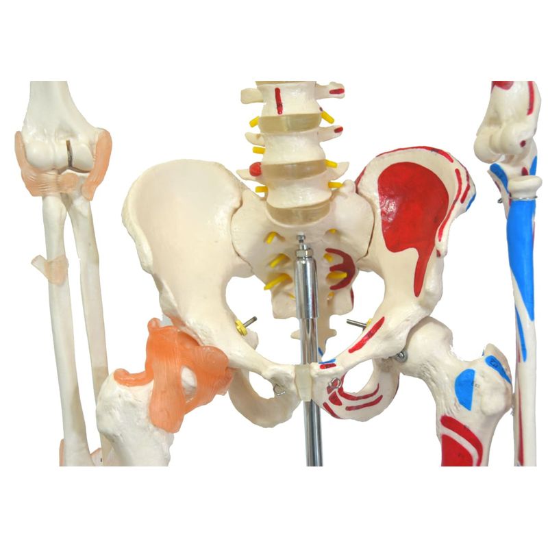 Esqueleto-168cm-c--Ligamentos-e-Insercoes-Musculares-c--Suporte-e-Base-c--Rodas-Center-Medical