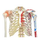 Esqueleto-168cm-c--Ligamentos-e-Insercoes-Musculares-c--Suporte-e-Base-c--Rodas-Center-Medical