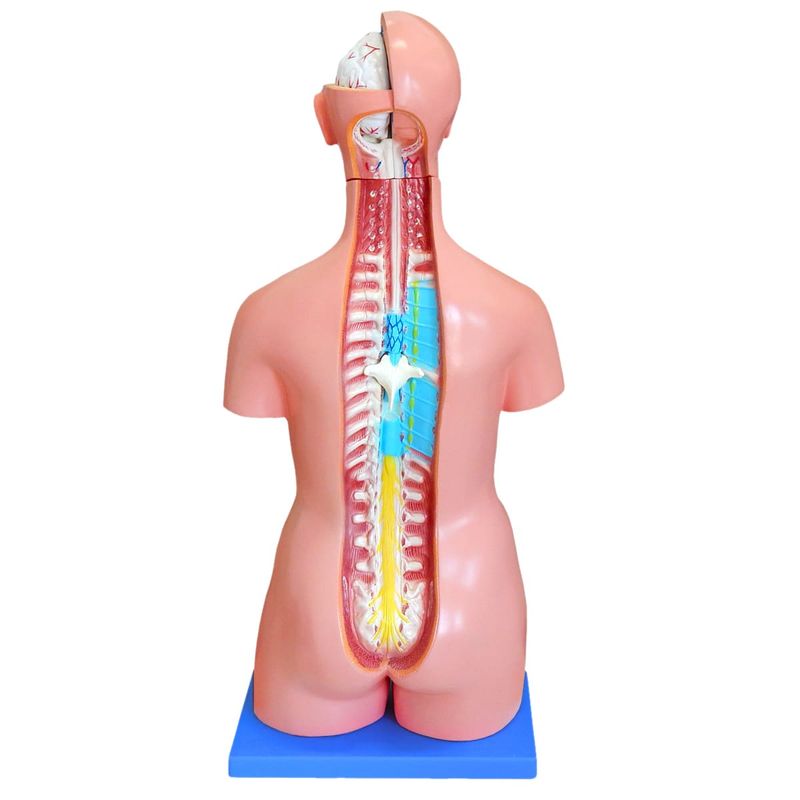 Torso-Bissexual---Anatomic---85cm-com-25-Partes-c--Coluna-Exposta-Center-Medical