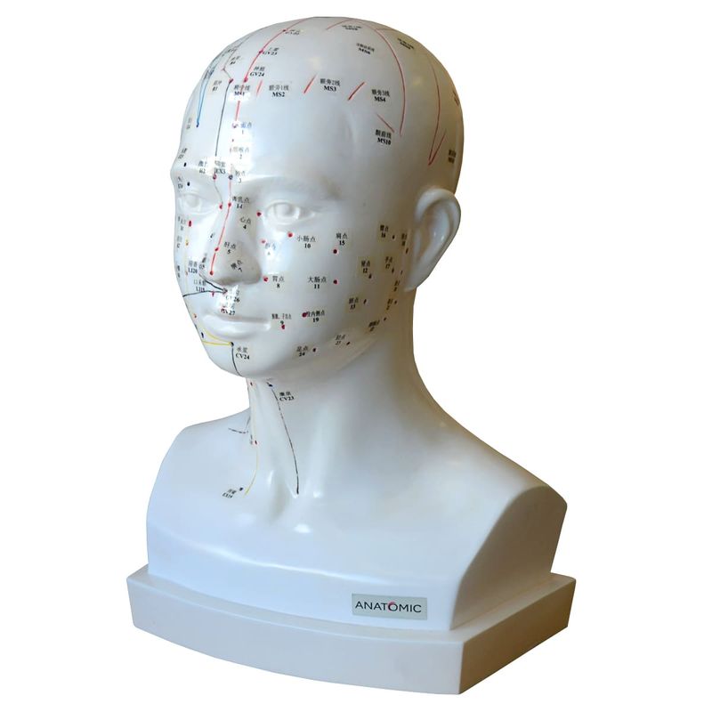 Modelo-Acupuntura-da-Cabeca