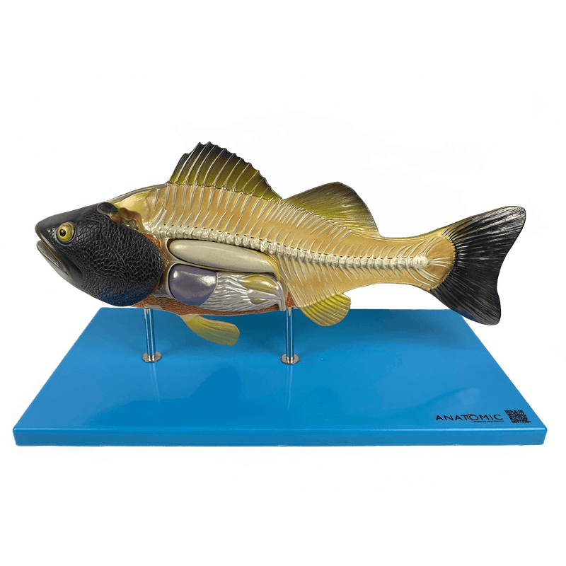Anatomia-do-peixe