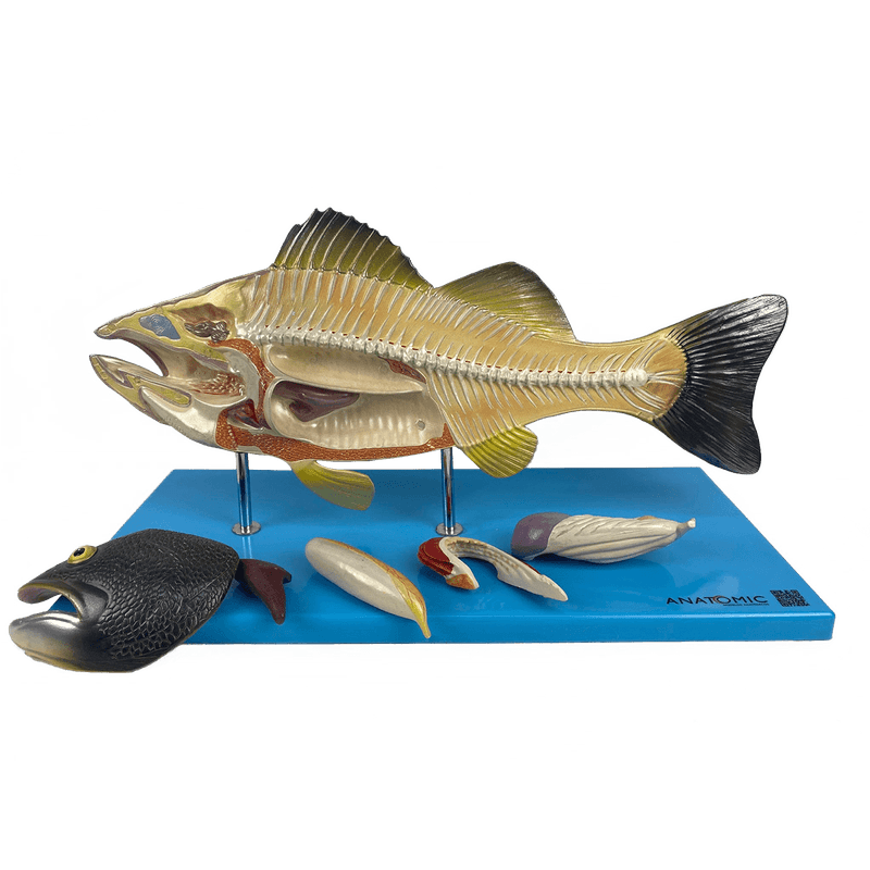 Anatomia-do-peixe