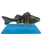 Anatomia-do-peixe