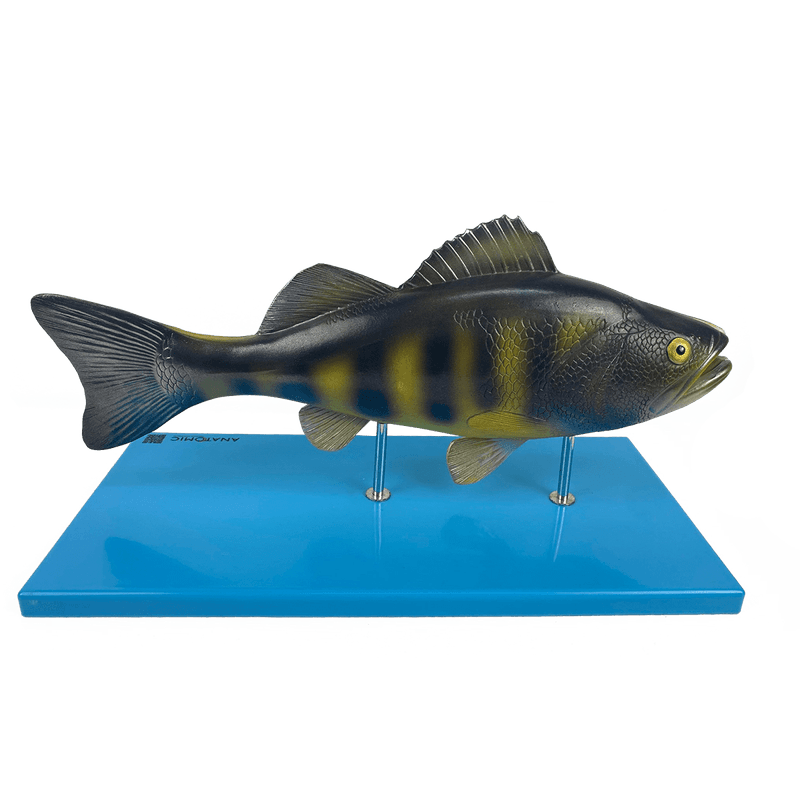 Anatomia-do-peixe