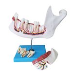 Anatomia-do-Dente-e-Mandibula-Inferior-de-um-Jovem--18-anos--em-6-Partes