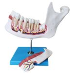 Anatomia-do-Dente-e-Mandibula-Inferior-de-um-Jovem-18-anos-em-6-Partes
