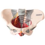 Esqueleto-Pelvico-Feminino-com-Nervos-e-Ligamentos