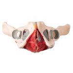 Esqueleto-Pelvico-Feminino-com-Nervos-e-Ligamentos