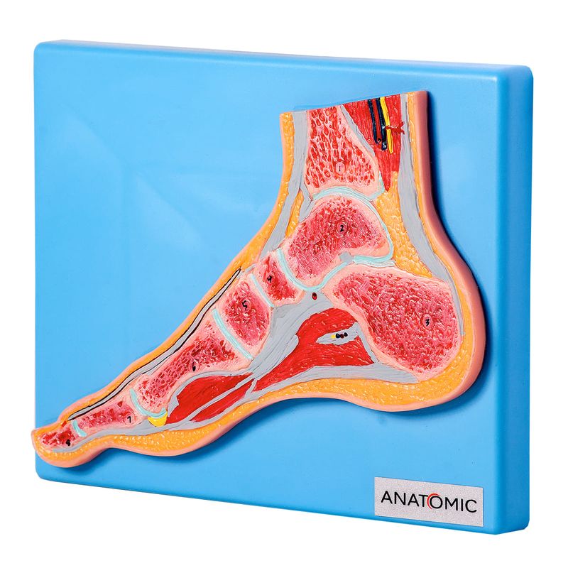 Seccao-Mediana-da-Articulacao-do-Pe