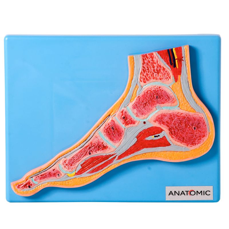 Seccao-Mediana-da-Articulacao-do-Pe