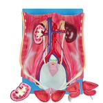 Sistema-Urinario-Bissexual-em-6-Partes