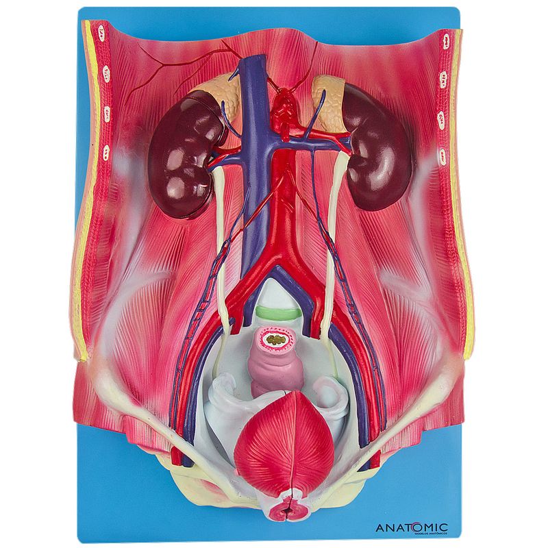 Sistema-Urinario-Bissexual-em-6-Partes